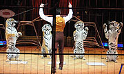 Alex Lacey mit Tigern und Löwen im 2. Programm  (©Foto: Ingrid Grossmann)